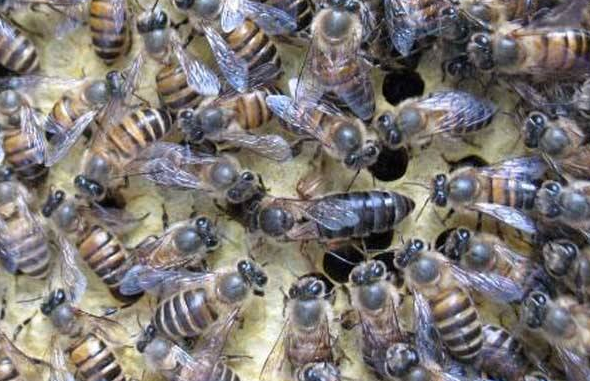 阿壩中蜂抗病力強(qiáng)嗎（你聽(tīng)說(shuō)過(guò)阿壩中蜂嗎？它“神”在哪里）