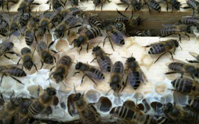 阿壩中蜂抗病力強(qiáng)嗎（你聽(tīng)說(shuō)過(guò)阿壩中蜂嗎？它“神”在哪里）