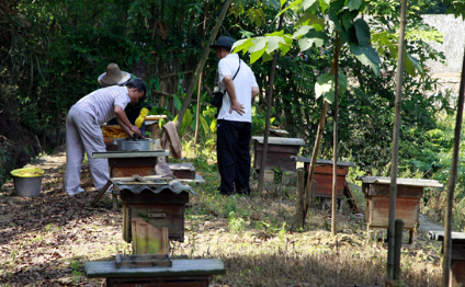 阿壩中蜂抗病力強(qiáng)嗎（你聽(tīng)說(shuō)過(guò)阿壩中蜂嗎？它“神”在哪里）