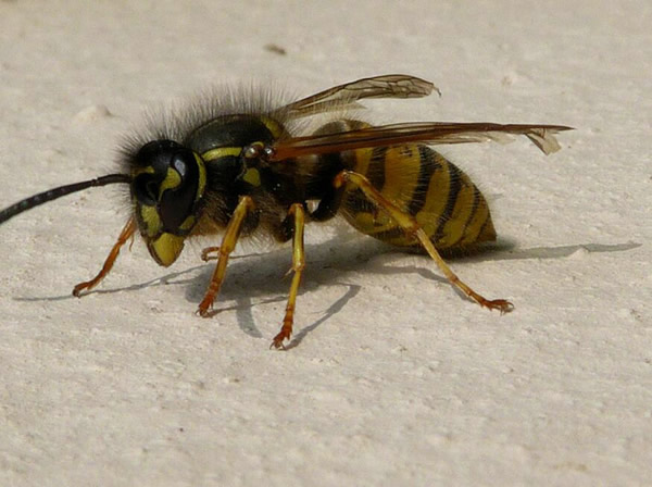 馬蜂的特征有哪些（馬蜂的外形特點(diǎn)和生活特征）