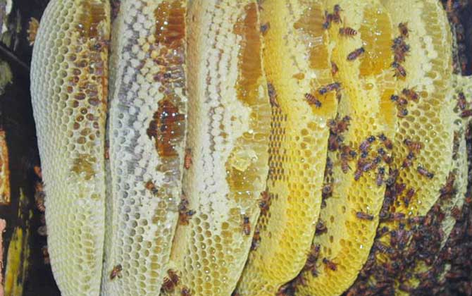 一群蜜蜂建蜂巢脾要多久 一群蜜蜂建蜂巢脾要多久