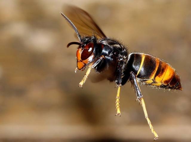 黃腳胡蜂是什么蜂(黃腳胡蜂的生活習性及特征) 黃腳胡蜂是什么蜂(黃腳胡蜂的生活習性及特征)