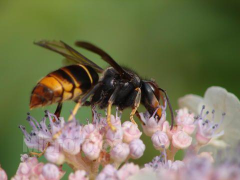 黃腳胡蜂是什么蜂(黃腳胡蜂的生活習性及特征) 黃腳胡蜂是什么蜂(黃腳胡蜂的生活習性及特征)