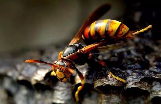 馬蜂怕什么(馬蜂的自然天敵和驅趕方法) 馬蜂怕什么(馬蜂的自然天敵和驅趕方法)