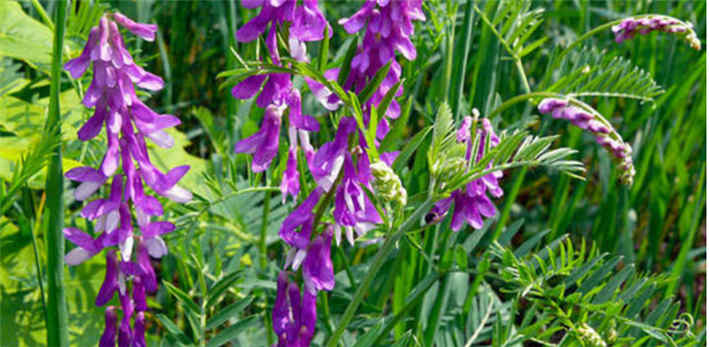 苕子是什么植物（苕子花要達到什么溫度流蜜）