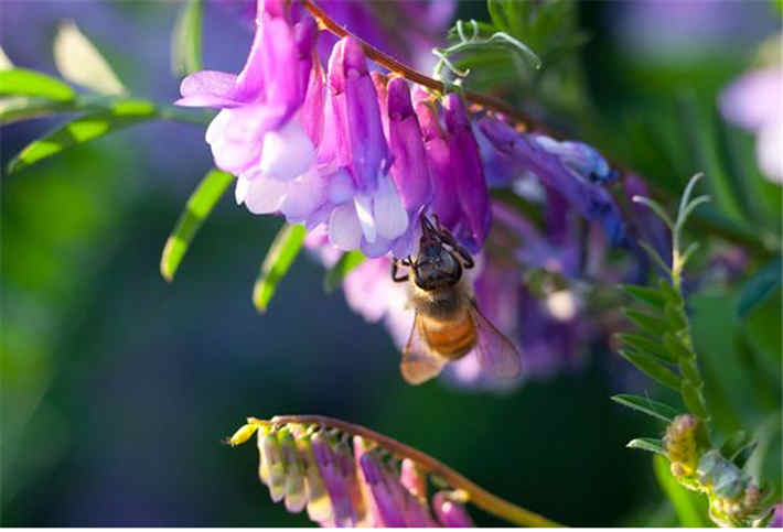 苕子是什么植物（苕子花要達到什么溫度流蜜）