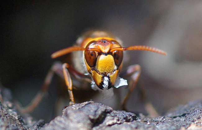 虎頭蜂和蜜蜂誰(shuí)厲害（虎頭蜂有多狠？)