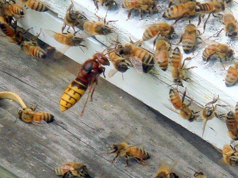 虎頭蜂和蜜蜂誰(shuí)厲害（虎頭蜂有多狠？)