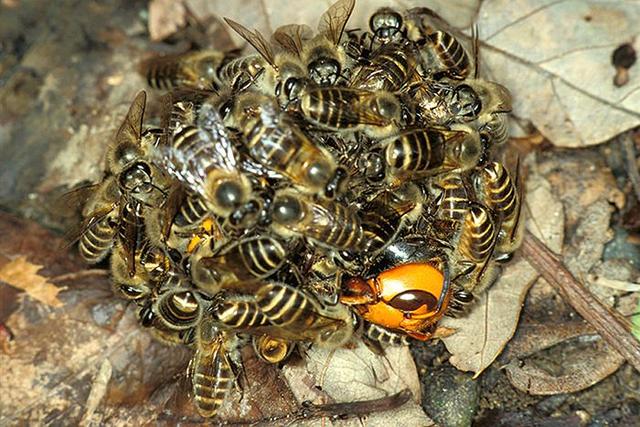 虎頭蜂和蜜蜂誰(shuí)厲害（虎頭蜂有多狠？)