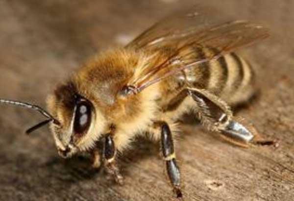 養(yǎng)蜂十二月技術(shù)要領(lǐng)(一年十二個月養(yǎng)蜂技術(shù)經(jīng)驗總結(jié)) 養(yǎng)蜂十二月技術(shù)要領(lǐng)(一年十二個月養(yǎng)蜂技術(shù)經(jīng)驗總結(jié))