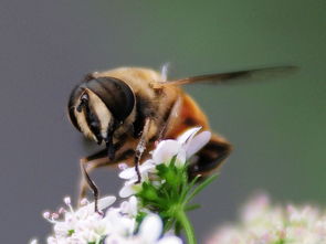 松丹一號(hào)秋繁效果不好(哪種蜜蜂最好養(yǎng)) 松丹一號(hào)秋繁效果不好(哪種蜜蜂最好養(yǎng))