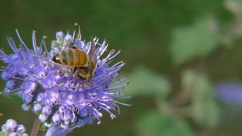 想養(yǎng)蜂從這些基礎(chǔ)做起（新手養(yǎng)蜂入門(mén)及注意事項(xiàng)）