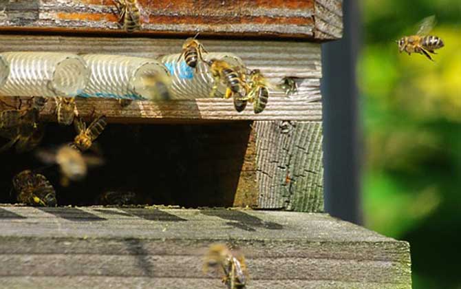 蜜蜂分蜂一般會飛多高多遠(yuǎn) 蜜蜂分蜂一般會飛多高多遠(yuǎn)