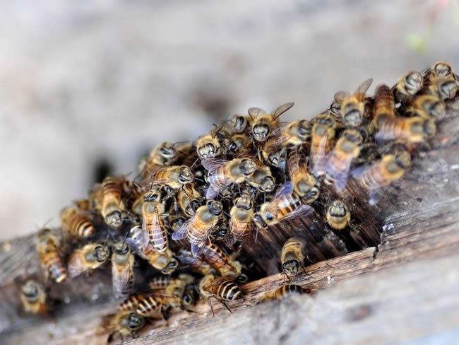 【蜜蜂知識(shí)】蜂群的組成是怎樣的？