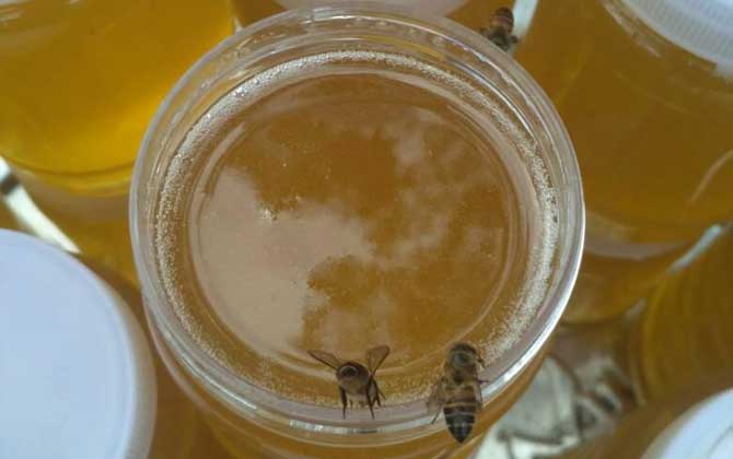 鴨腳木蜜的適用人群(鴨腳木蜜適用人群及禁忌人群) 鴨腳木蜜