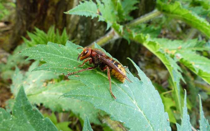被黃蜂蟄到的多長(zhǎng)時(shí)間內(nèi)是危險(xiǎn)期