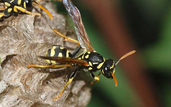 被黃蜂蟄到的多長(zhǎng)時(shí)間內(nèi)是危險(xiǎn)期