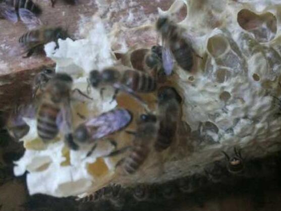 新手養(yǎng)蜂怎樣獲得蜂王(怎么找蜂王) 新手養(yǎng)蜂怎樣獲得蜂王(怎么找蜂王)