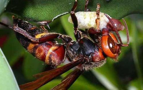 中國(guó)大虎頭蜂和日本大黃蜂的區(qū)別（中國(guó)大虎頭蜂和日本大黃蜂的對(duì)比）