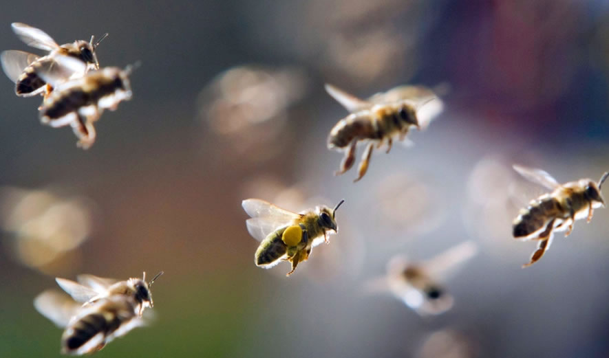 關于蜜蜂的知識有哪些？