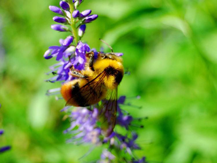 關于蜜蜂的知識有哪些？