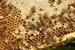 阿壩中蜂當地怎樣越冬（中蜂土養，如何安全越冬）