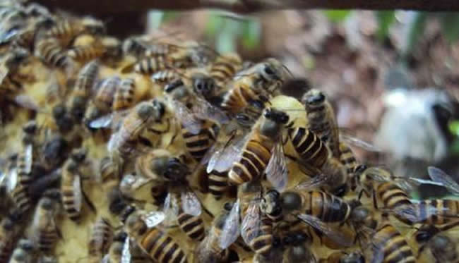 【蜜蜂知識(shí)】蜜蜂自然分蜂前有什么特點(diǎn)? 【蜜蜂知識(shí)】蜜蜂自然分蜂前有什么特點(diǎn)?