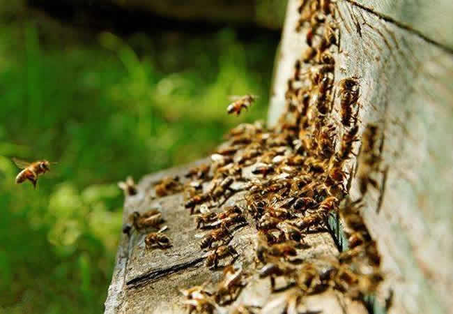 【蜜蜂知識(shí)】蜜蜂自然分蜂前有什么特點(diǎn)? 【蜜蜂知識(shí)】蜜蜂自然分蜂前有什么特點(diǎn)?