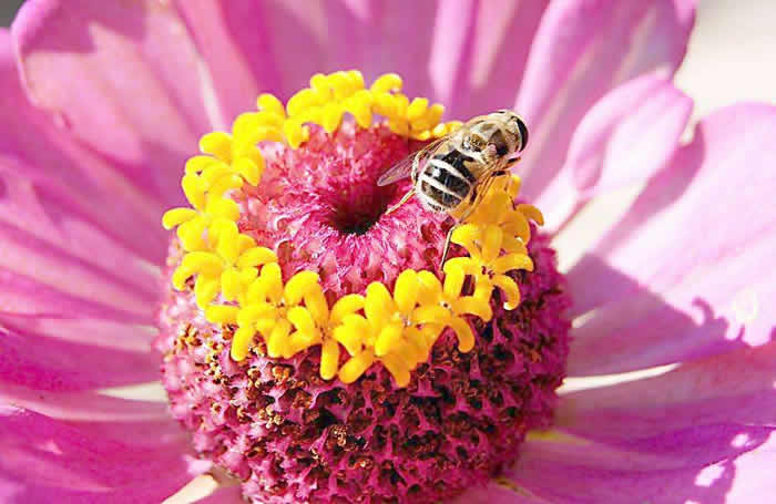 意蜂什么時候人工育王？