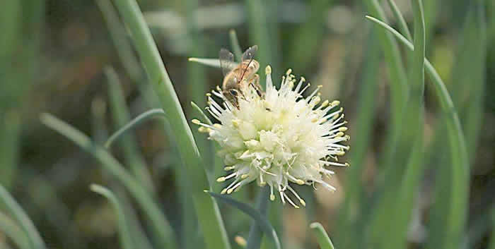 意蜂什么時候人工育王？