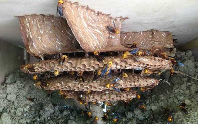 地雷蜂和中國大虎頭蜂誰厲害（地雷蜂和虎頭蜂的區(qū)別）