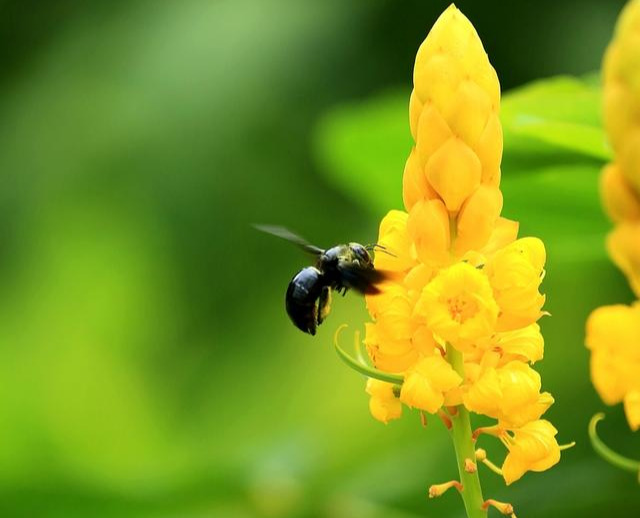 南方全身黑色蜂是什么蜂？叫什么？