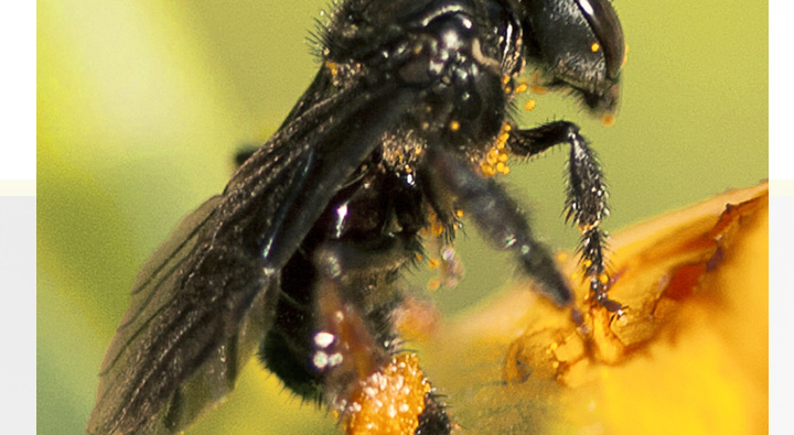 南方全身黑色蜂是什么蜂？叫什么？