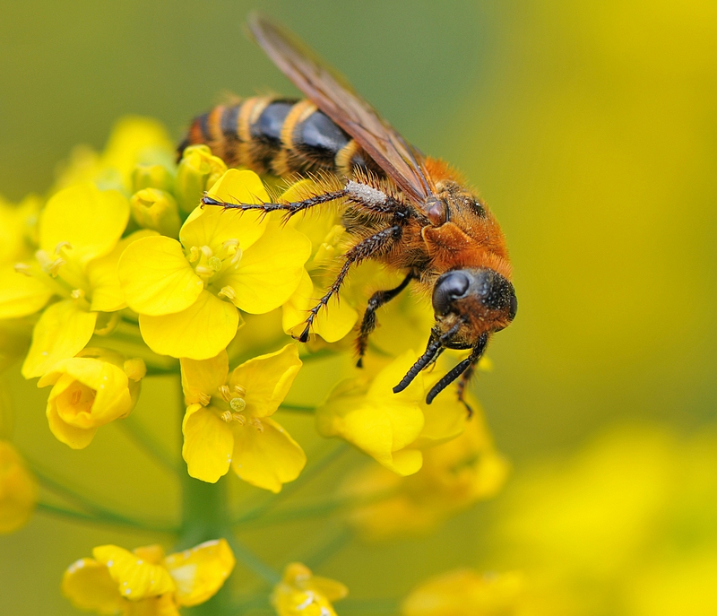 蜂王飛出去交尾要多久(蜂王出去交幾次尾能成功) 蜂王飛出去交尾要多久(蜂王出去交幾次尾能成功)