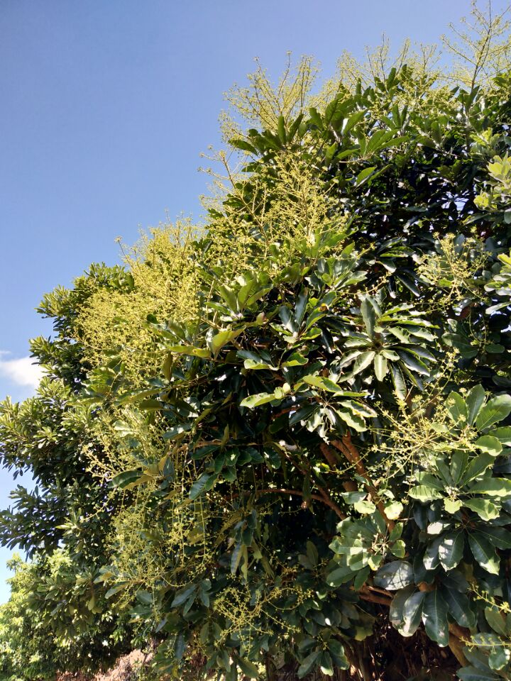 冬蜜主要是什么蜜源植物（冬蜜的蜜源植物介紹）