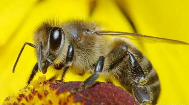 阿壩中蜂冬季管理方法(中蜂越冬應(yīng)該采取的措施) 阿壩中蜂冬季管理方法(中蜂越冬應(yīng)該采取的措施)