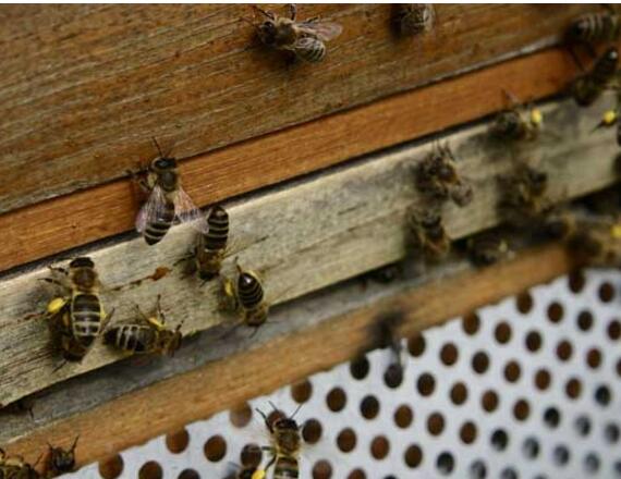 怎樣養(yǎng)蜂與分箱(養(yǎng)蜂注意事項(xiàng)) 怎樣養(yǎng)蜂與分箱(養(yǎng)蜂注意事項(xiàng))