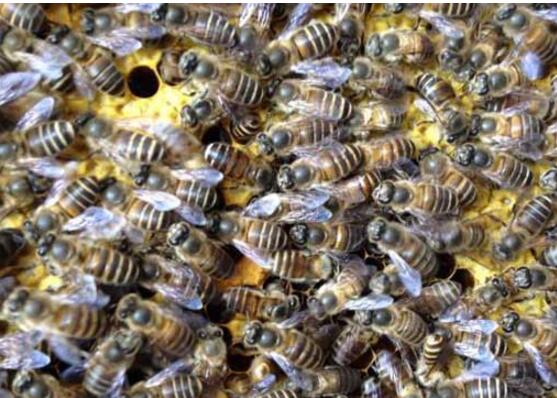 怎樣養(yǎng)蜂與分箱(養(yǎng)蜂注意事項(xiàng)) 怎樣養(yǎng)蜂與分箱(養(yǎng)蜂注意事項(xiàng))