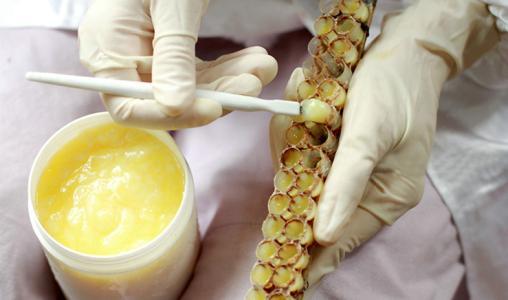 蜂王漿是怎么形成的(蜂王漿的形成過程) 蜂王漿是怎么形成的(蜂王漿的形成過程)