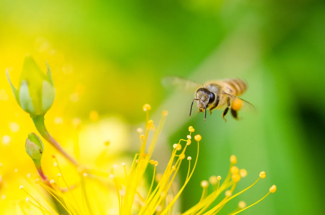 強群多箱體成熟蜂蜜生產(chǎn)技術(shù)(強群多箱體成熟蜂蜜生產(chǎn)技術(shù)了解一下吧) 強群多箱體成熟蜂蜜生產(chǎn)技術(shù)(強群多箱體成熟蜂蜜生產(chǎn)技術(shù)了解一下吧)