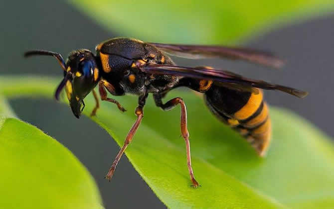 胡蜂怎么區分蜂王和雄蜂? 胡蜂