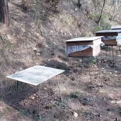 蜂場處理中蜂逃群方法（“三新”處理中蜂飛逃群）