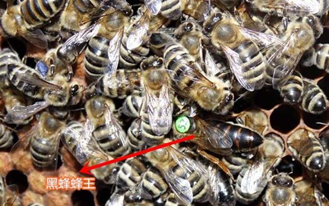 高加索蜜蜂與東北黑蜂的區別（淺析高加索蜜蜂與東北黑蜂的優缺點）