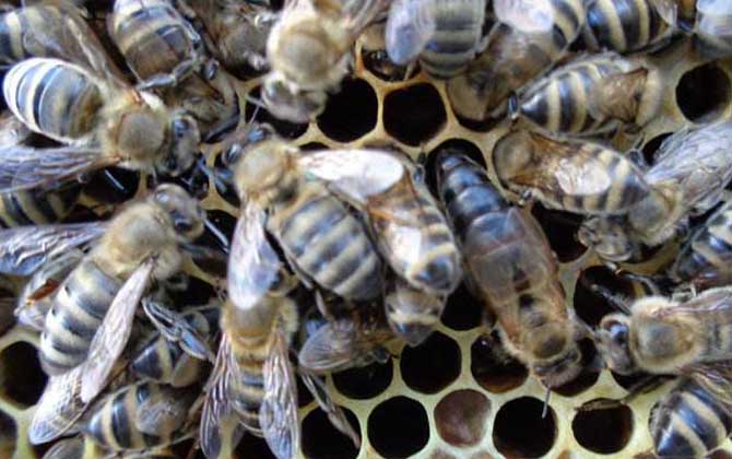 高加索蜜蜂與東北黑蜂的區別（淺析高加索蜜蜂與東北黑蜂的優缺點）