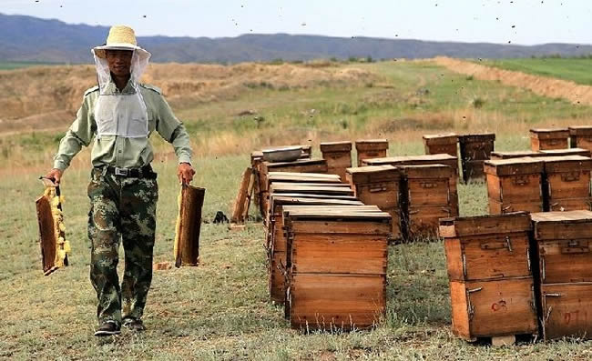 我國哪里養蜂人最多？