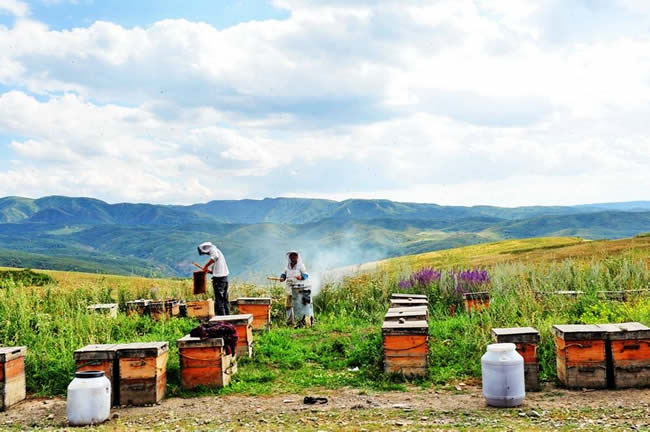 我國哪里養蜂人最多？