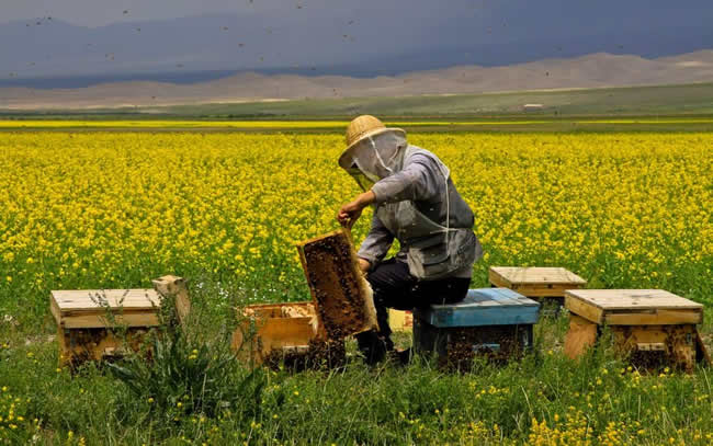 我國哪里養蜂人最多？