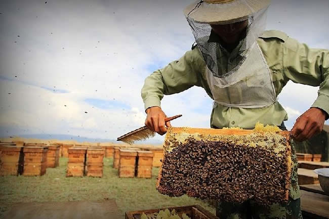 我國哪里養蜂人最多？
