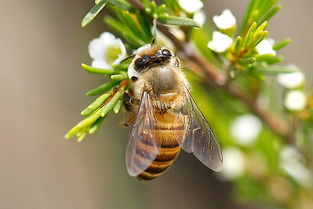 黃蜂吃什么東西作為食物(黃蜂吃什么) 黃蜂吃什么東西作為食物(黃蜂吃什么)