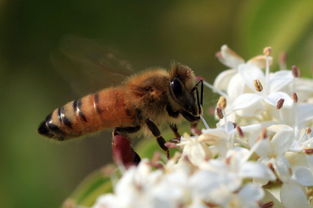 黃蜂吃什么東西作為食物(黃蜂吃什么) 黃蜂吃什么東西作為食物(黃蜂吃什么)